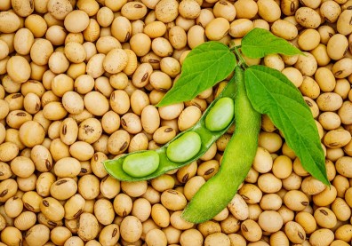 大豆異黃酮是美肌聖品？能幫助荷爾蒙正常代謝，避免肌膚乾燥？
