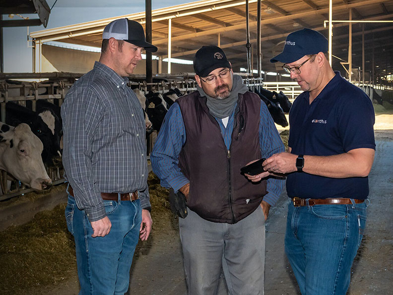 愛爾蘭新創公司Cainthus所開發的乳牛臉部辨識系統,可以透過電子系統,即時通報個別牛隻狀況給農民。圖片取自Cainthus官網