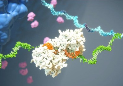 巧借「木馬屠城」妙計　Alnylam艾拉倫藥廠開展製藥新頁