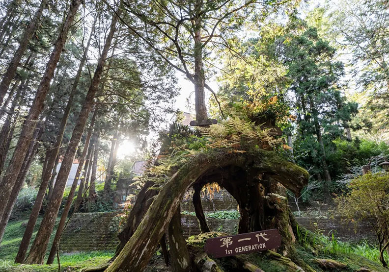 阿里山。Klook提供