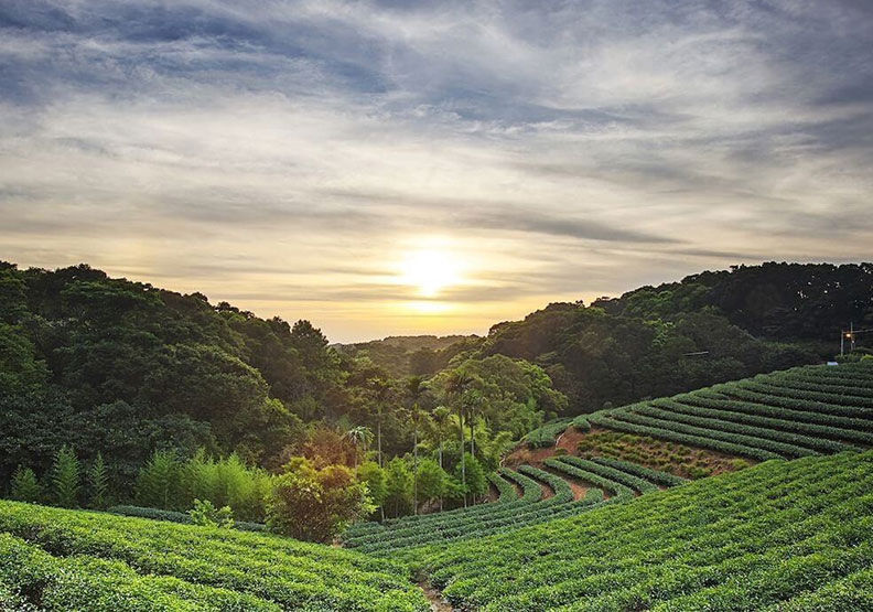 石碇八卦茶園。Klook提供