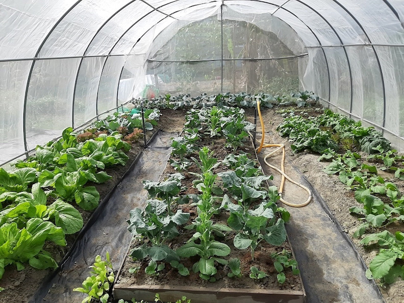 每天種菜,是鄭秋鳳重要的心靈支柱。(鄭秋鳳提供)