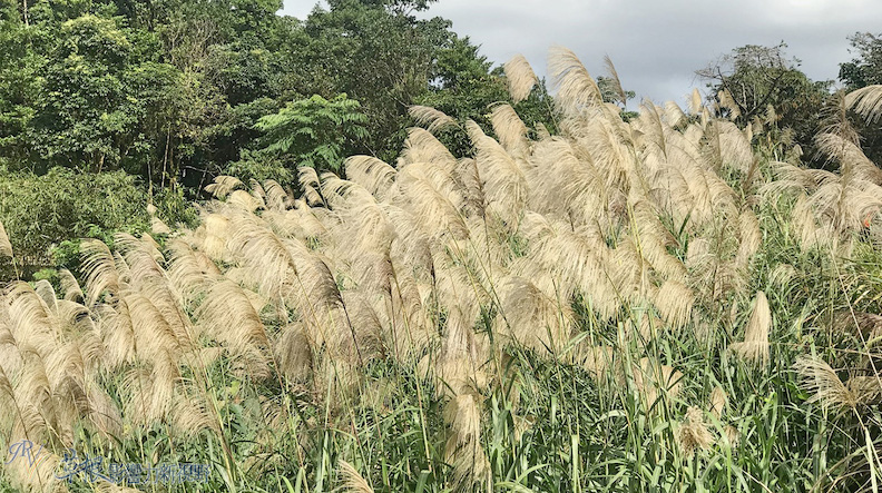 取自草根影響力新視野