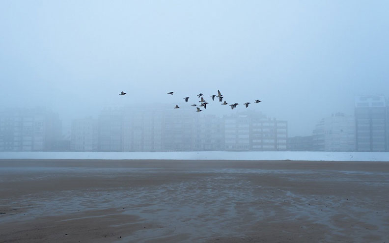 鳥群。圖片來源:Anunturi gratuite@Pexels(CC0