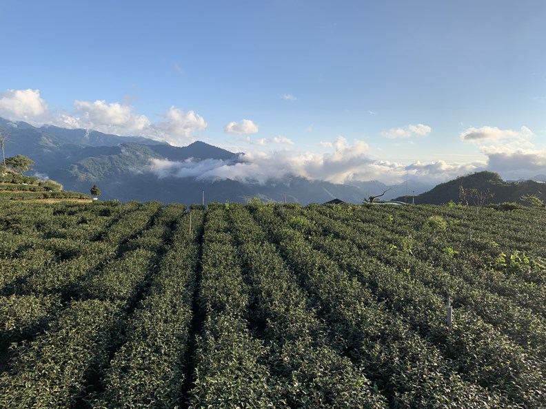 阿里山的茶園美景和雲海風光,可謂遠近馳名。