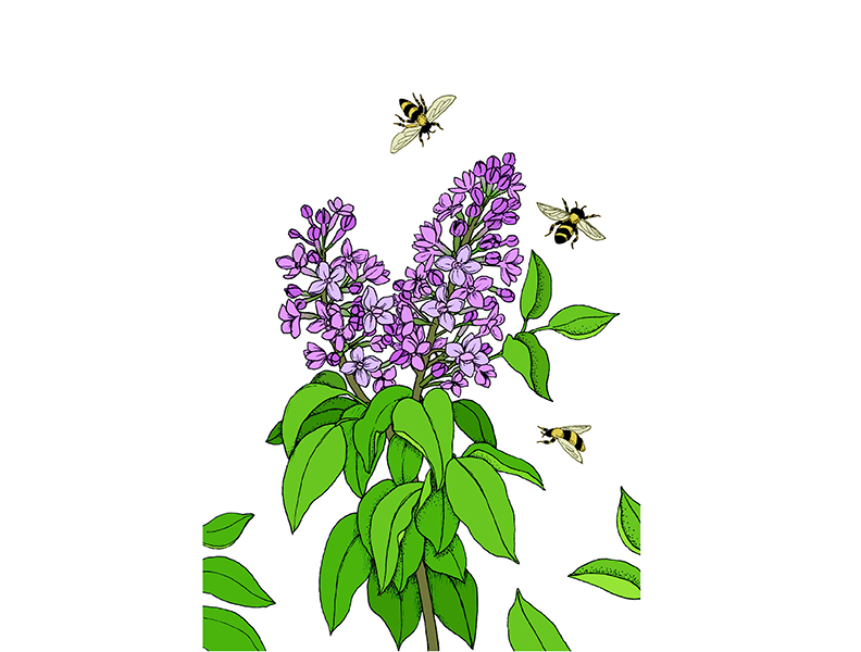 取自《願我化作一棵樹》