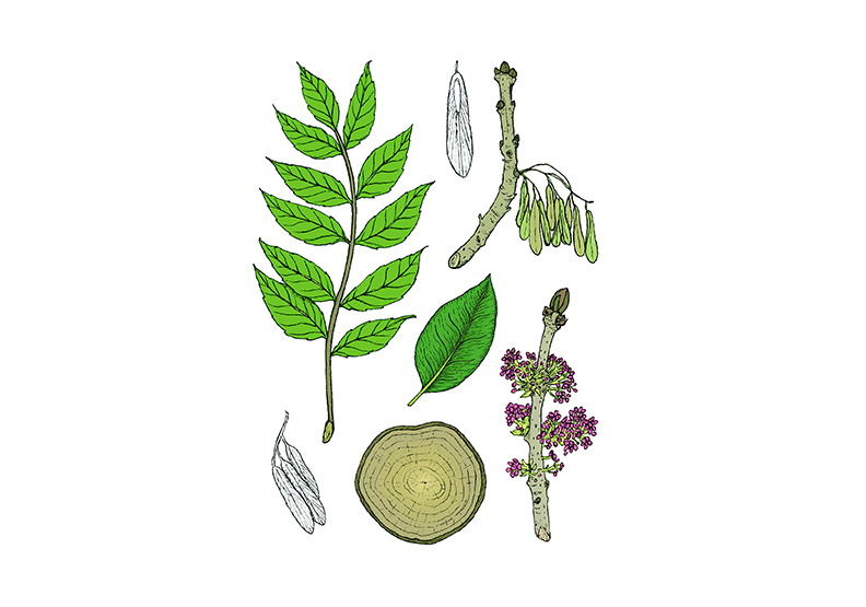 取自《願我化作一棵樹》