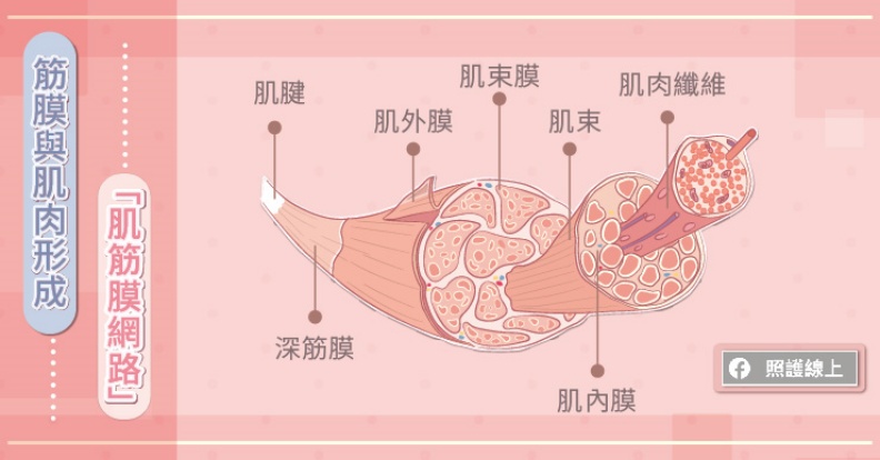 筋膜與肌肉形成「肌筋膜網路」