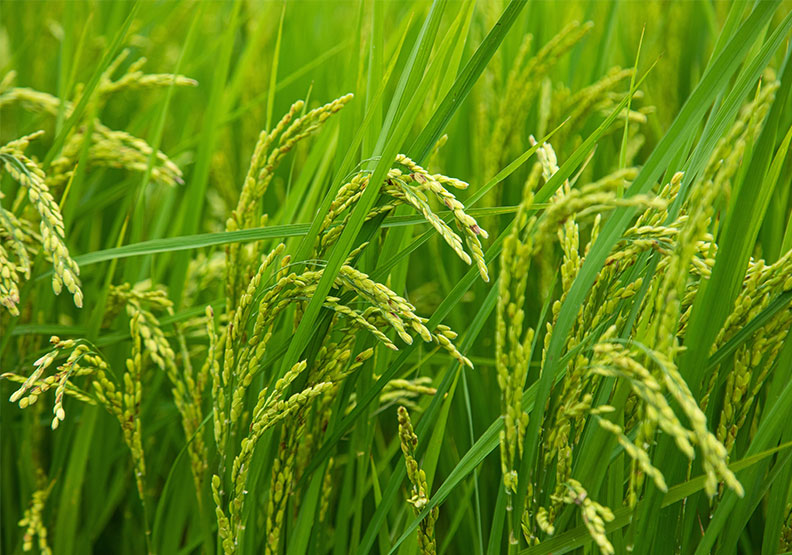 全球首創區塊鏈種稻，「禾穀坊」讓教宗也讚嘆！