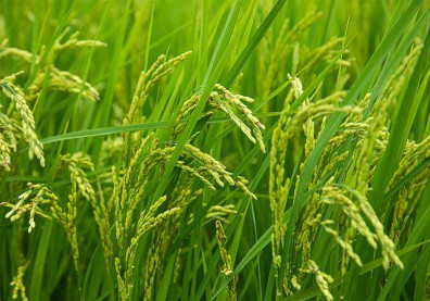 全球首創區塊鏈種稻，「禾穀坊」讓教宗也讚嘆！