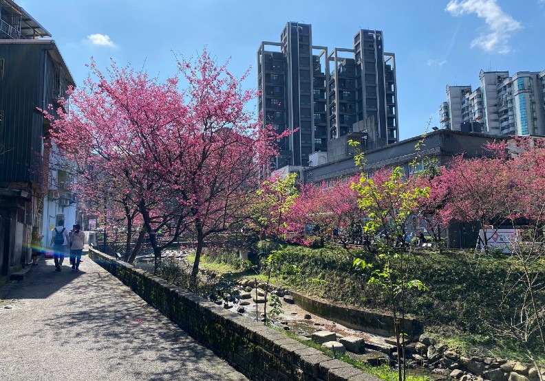 情人節去哪玩？新北市推出「線上賞櫻」