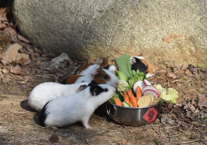 圖／天竺鼠們大啖園方準備的蔬菜拼盤。新竹市立動物園提供。 