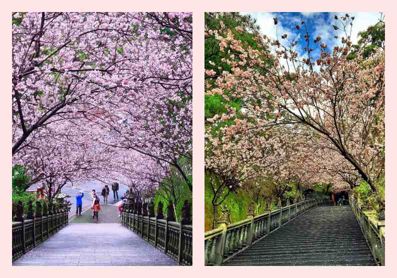 北市議員游淑慧,在臉書上拍照推薦內湖私房賞櫻景點。圖片取自北市議員游淑慧FB