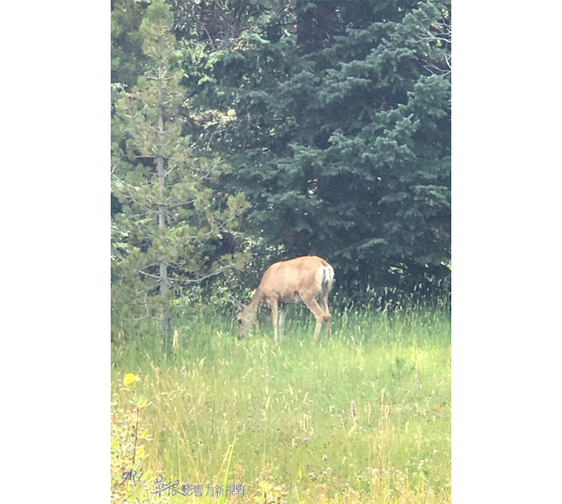 取自草根影響力新視野