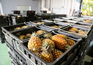 農民哀號！台灣鳳梨3月起禁入中國，占我出口九成、影響產值近15億元