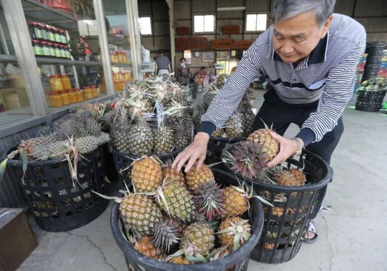 中國停止進口台灣鳳梨！「鳳梨故鄉」關廟農友苦喊：會崩盤