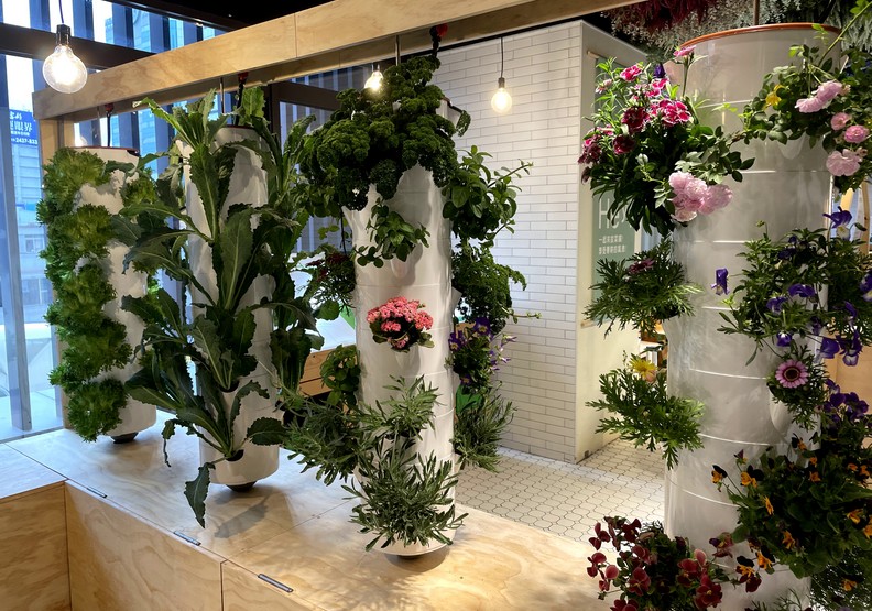 金典綠園道將水耕農場搬進商場,讓民眾體驗都市拔菜樂趣