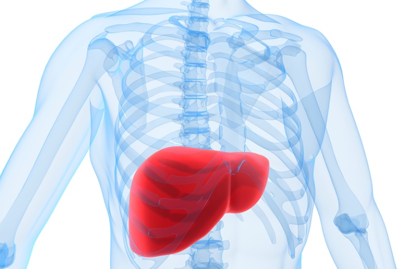肝是人體化學工廠,有解毒、製造酵素之用。圖/ingimage