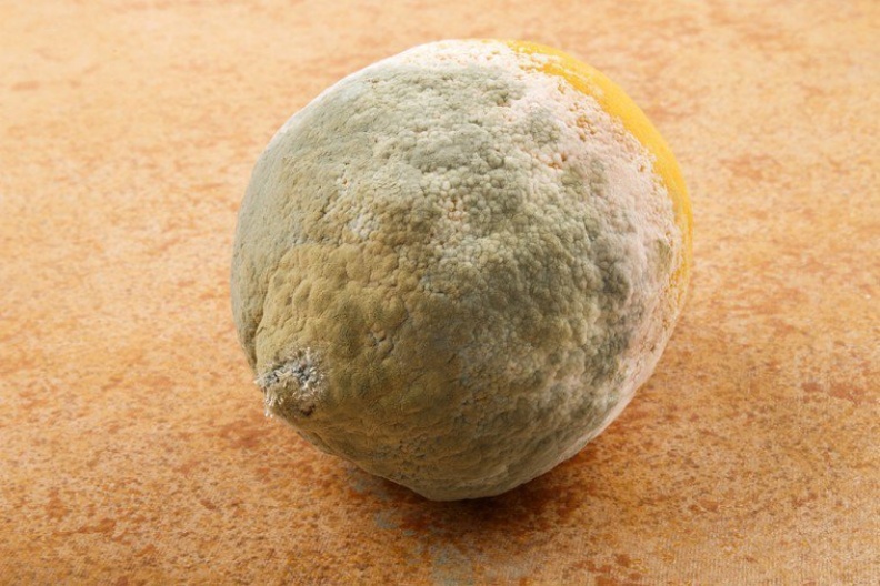 台北市中醫師公會名譽理事長陳潮宗建議,發霉的食物吃進體內恐誘發肝癌。圖/ingimage