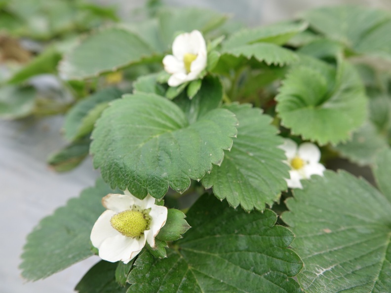 小小白色的是草莓的花。農業兒童網提供