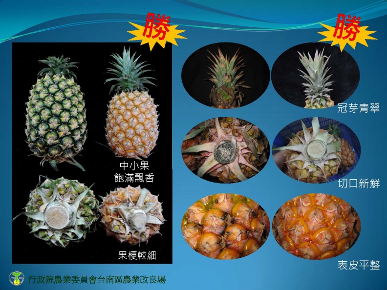 鳳梨大小及外觀挑選。取自食力