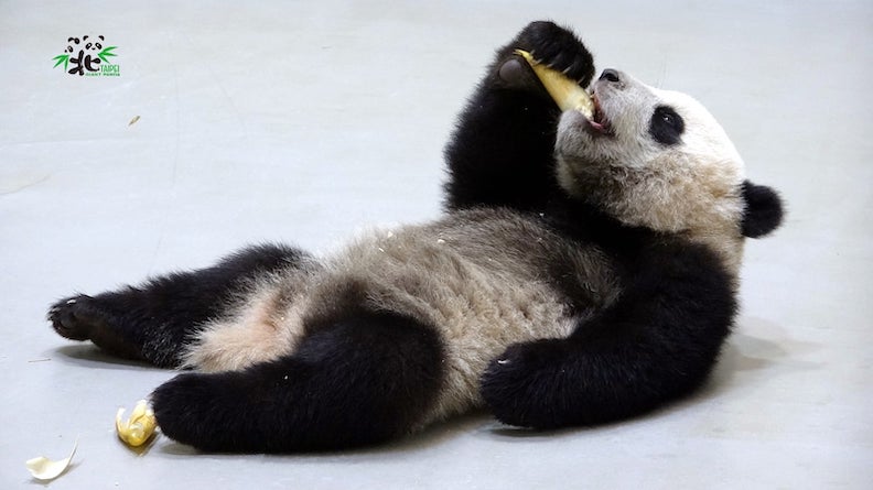 取自臺北市立動物園粉專