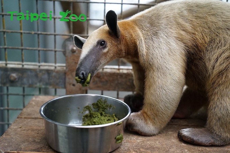 取自臺北市立動物園粉專