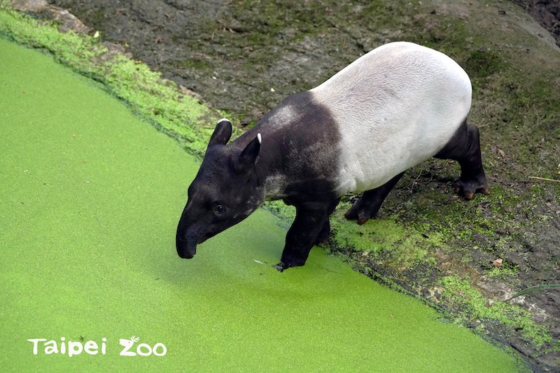 取自臺北市立動物園粉專