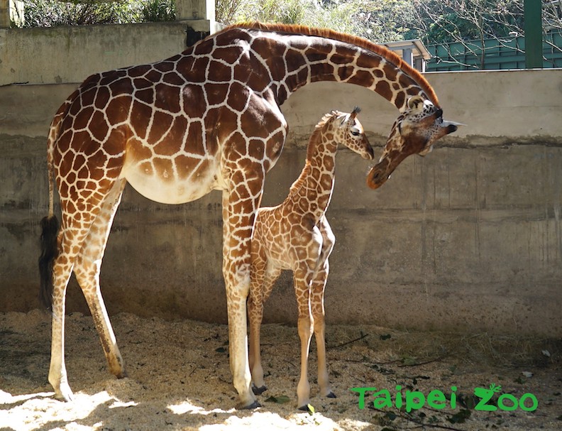 取自臺北市立動物園粉專