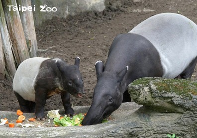 人氣明星貘豆竟然只排第五？木柵超療癒「動物園寶寶」人氣大PK