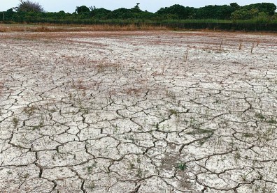 台灣水荒引全球關注！巴隆：恐影響晶片生產，衝擊蘋果、特斯拉