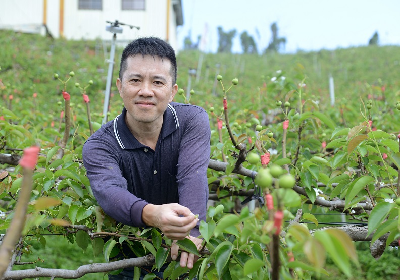 農場負責人張生富正在為梨樹上剛長出來的幼果,進行「疏果」的工作。