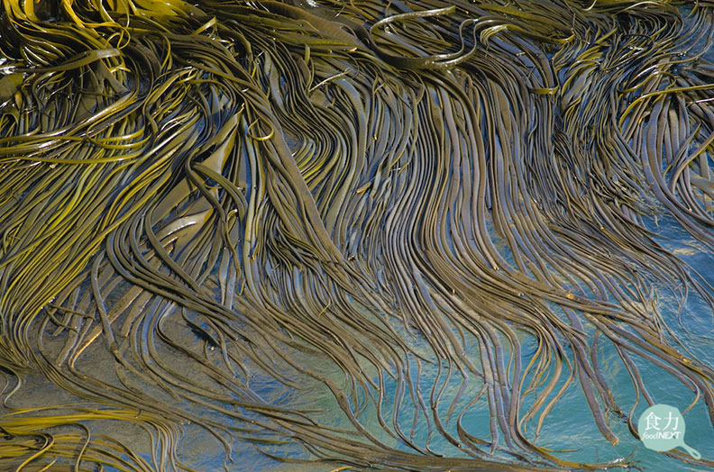 海茸原生在智利、與紐西蘭南部較寒冷的海域裡,由於其來源穩定,可望成為生醫界癌症治療,減緩白血球減少症副作用的新興來源。取自食力。