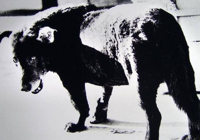 取自Facebook/森山大道-野犬記憶 個人攝影展