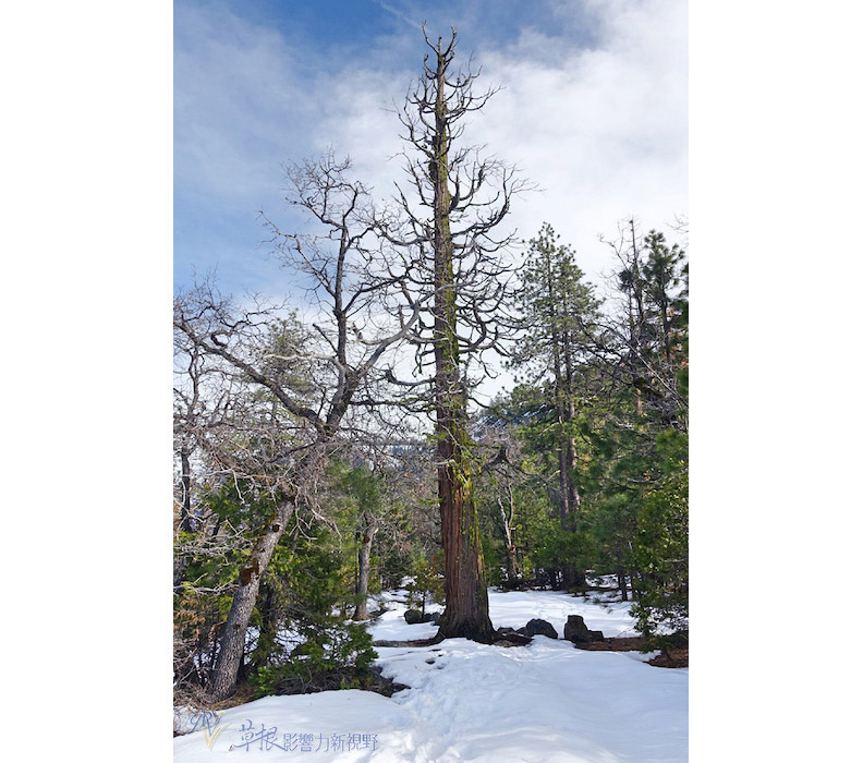 取自草根影響力新視野