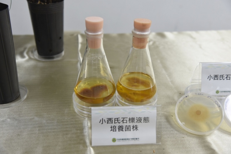 林試所致力研發小西氏石櫟松露的人工培養技術,已完成固態及液態的菌絲培養。林試所提供