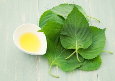 紫蘇葉能抗菌、抗病毒！搭配烏龍茶、生薑紅棗茶飲用好處多