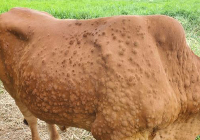 牛結節疹對乳牛傷害最大,農委會中央災害應變中心臨時記者會與會專家說會影響乳牛懷孕及泌乳。農委會提供