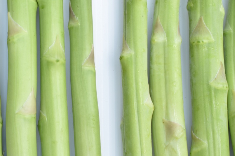 新鮮蘆筍嫩莖挺直飽滿(左),儲放多日之蘆筍嫩莖稍為凹陷鬆軟(右)。行政院農業委員會提供