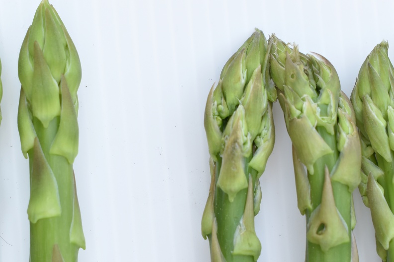 品質佳之蘆筍筍尖緊密飽和(左),次級品散頭有縫隙(右) 。行政院農業委員會提供