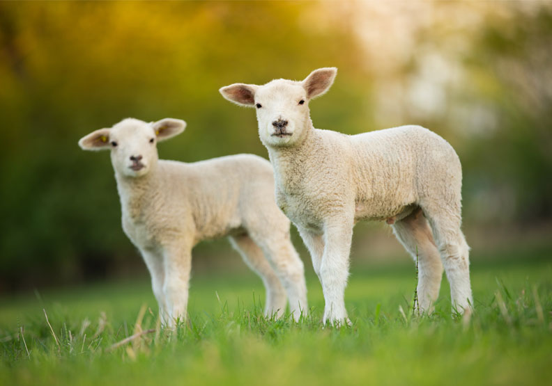 儘管此篇論文所測試的小羊數量非常少,但與市場上現有的瓣膜進行比較後,顯示出此活瓣膜對日後病童的巨大潛在益處(鈣化程度降低和隨羊體成長)是非常重要,且不可忽視的。僅為情境配圖,取自shutterstock。