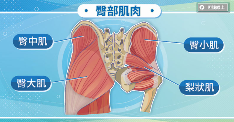 臀部肌肉。取自照護線上