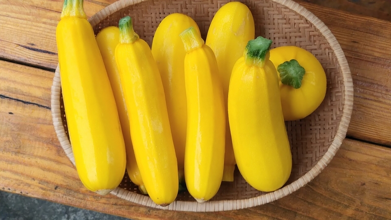 夏南瓜和南瓜是親戚,但長得一點都不像,是不是很意外呢?農業兒童網提供