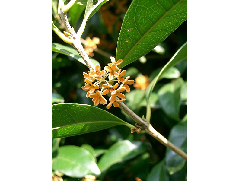 桂花。取自維基百科,CC by 3.0