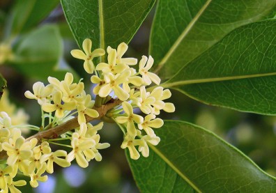琦君回憶中的桂花「爛腳糖」：花一年年的開，大人卻一年年的老了