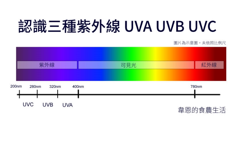 認識三種紫外線UVA/UVB/UVC。韋恩的食農生活提供