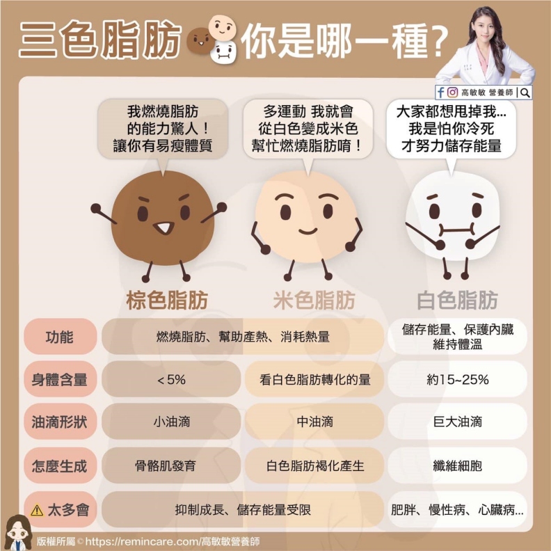 三色脂肪你是哪一種?高敏敏營養師提供