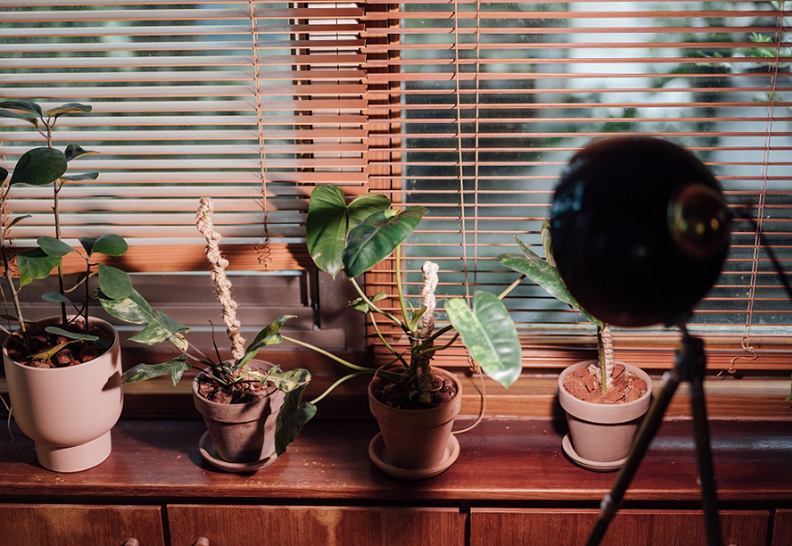 室內植物偶爾可以植物燈給予照明，補足光照需求。取自50＋FIFTY PLUS