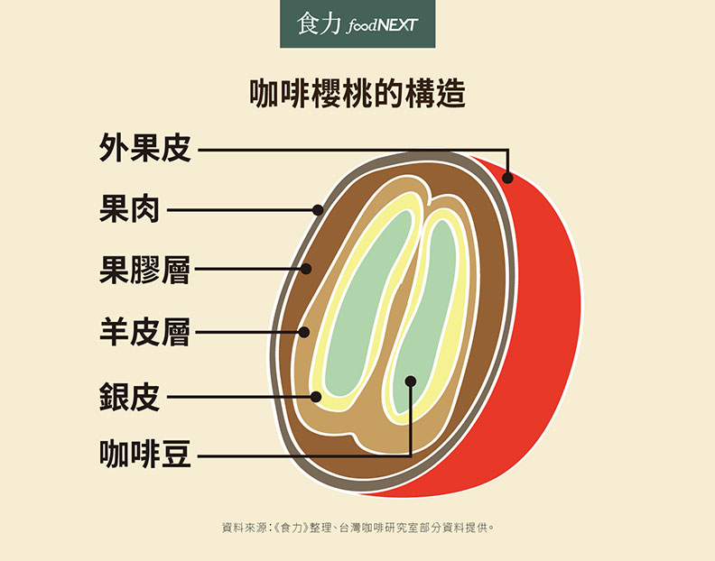 咖啡櫻桃的構造,取自食力。