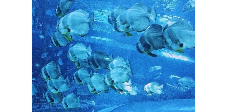 取自網路溫度計。